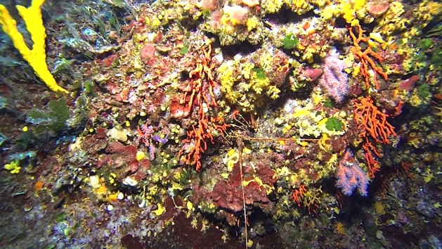 Golfe du Valinco : Corail et langoustes dans l'objectif de Stéphan Le Gallais