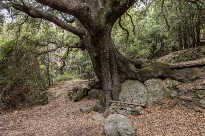Crédit photo concours arbre de l'année Crédit photo concours arbre de l'année