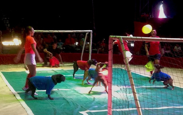 Bastia : Le Crique Medrano enchante petits et grands