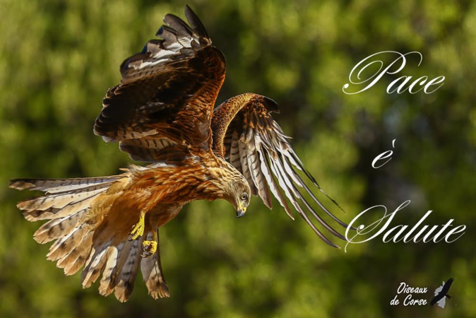 EN IMAGES - Dans les airs avec u Filanciu… EN IMAGES - Dans les airs avec u Filanciu…