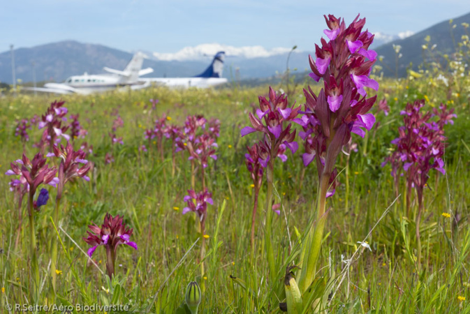L'Orchis papillon, l'une des espèces présentes sur l'aéroport d'Ajaccio (Photo : Aéro Biodiversité) L'Orchis papillon, l'une des espèces présentes sur l'aéroport d'Ajaccio (Photo : Aéro Biodiversité)