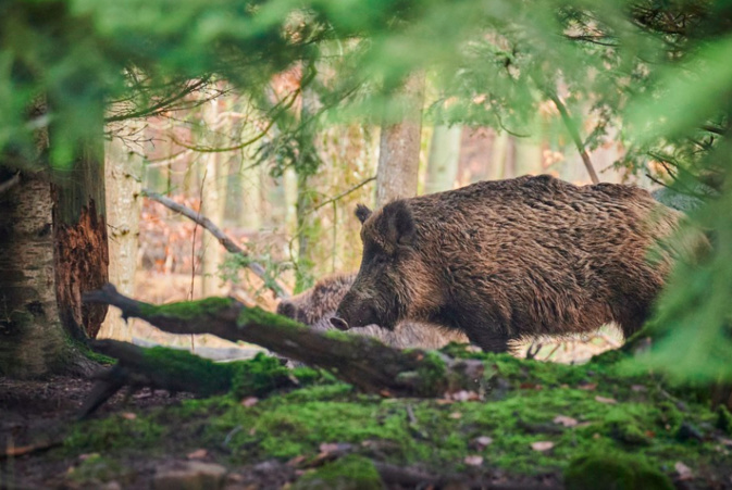 "Pourquoi toujours le fusil ?" : à Ajaccio, la battue administrative au sanglier de dimanche fait polémique "Pourquoi toujours le fusil ?" : à Ajaccio, la battue administrative au sanglier de dimanche fait polémique