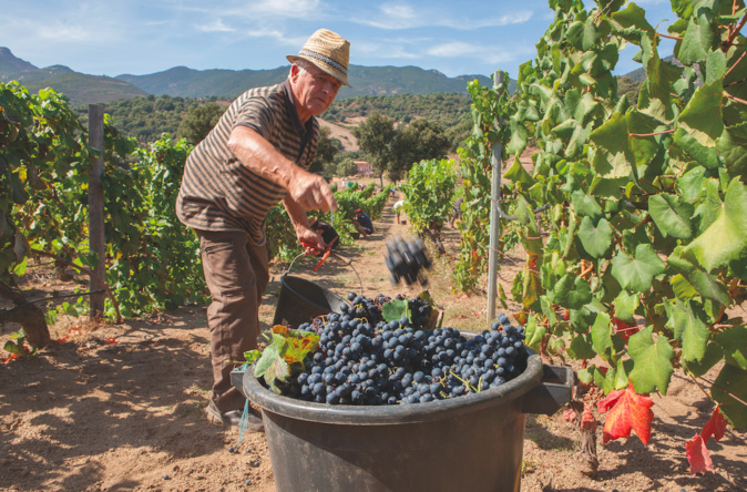 Ajaccio fête les vins et la Saint-Vincent ce 21 janvier 