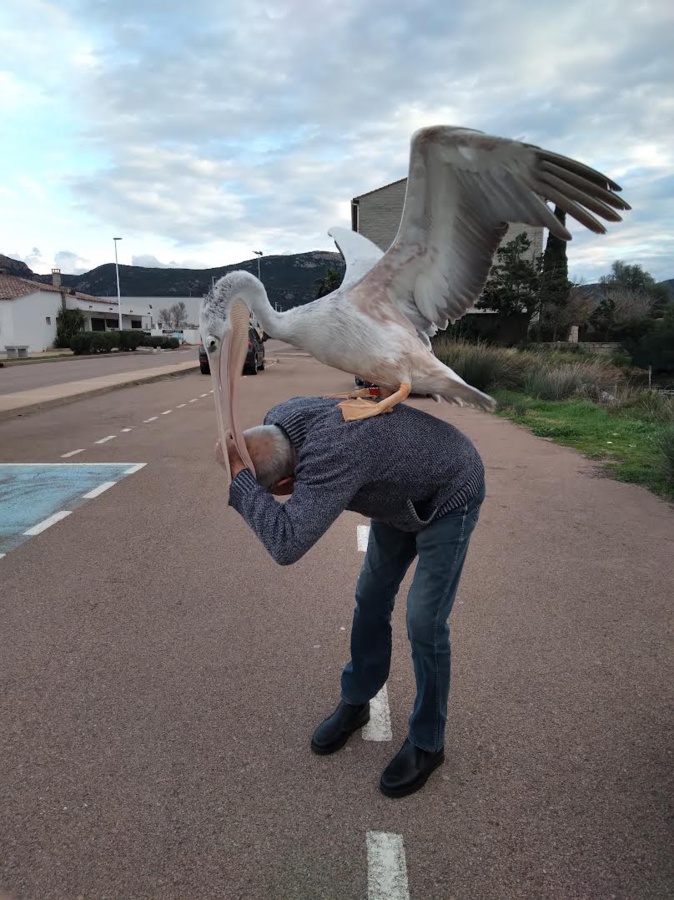 Porto-Vecchio : Harris le pélican, il est chez lui