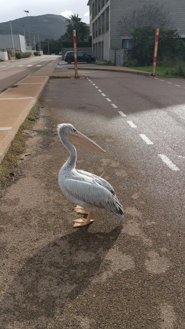 Porto-Vecchio : Harris le pélican, il est chez lui