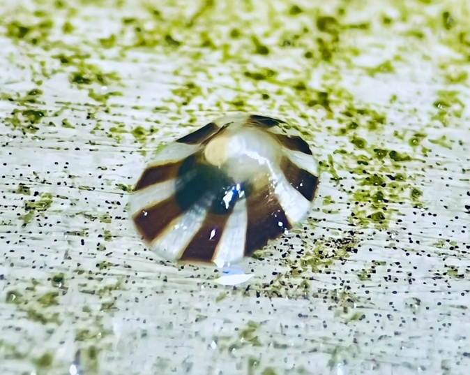 La Corse, dernier espoir de survie pour la patelle géante La Corse, dernier espoir de survie pour la patelle géante