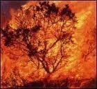 Albertacce : 5 hectares parcourus par les flammes
