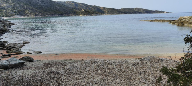 Des milliers de krills s'échouent sur la plage de Fiume Santu dans l'Agriate