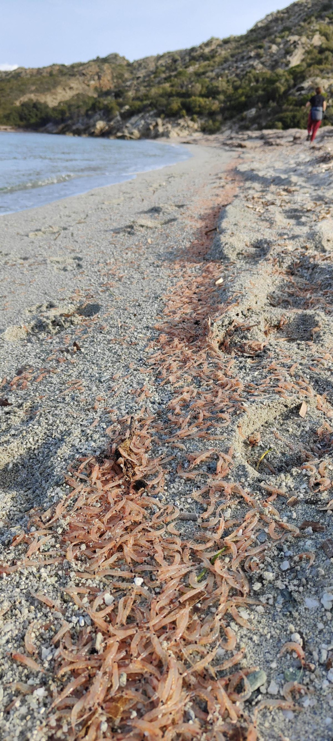 Des milliers de krills s'échouent sur la plage de Fiume Santu dans l'Agriate