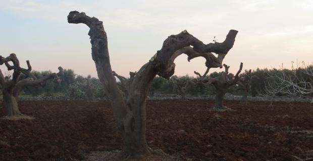 Des oliveraies transformées en champs de ruines après le passage de la xylella fastidiosa.