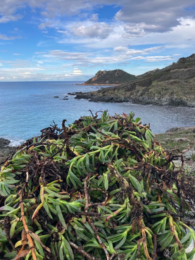 Ajaccio : le Grand site de la Parata déclare la guerre aux "griffes de sorcière" Ajaccio : le Grand site de la Parata déclare la guerre aux "griffes de sorcière"