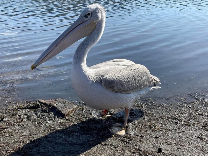 Porto-Vecchio : le pélican "Harris" rapatrié à Sigean, après plus de deux ans passés en Corse Porto-Vecchio : le pélican "Harris" rapatrié à Sigean, après plus de deux ans passés en Corse