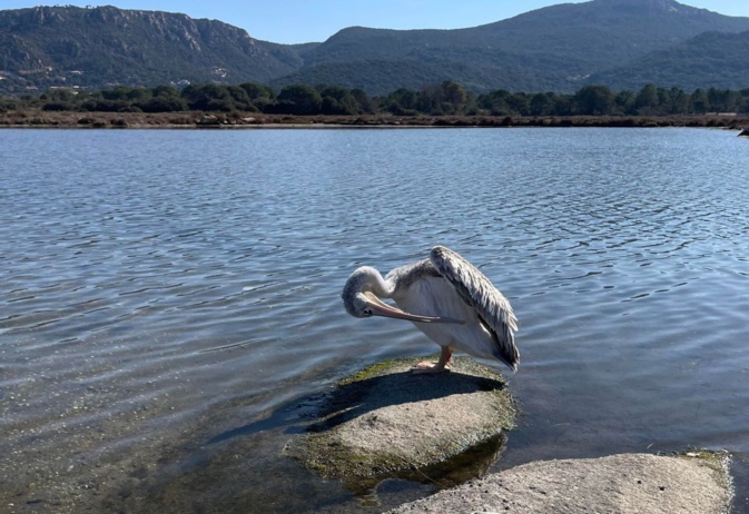 Porto-Vecchio : le pélican "Harris" rapatrié à Sigean, après plus de deux ans passés en Corse Porto-Vecchio : le pélican "Harris" rapatrié à Sigean, après plus de deux ans passés en Corse