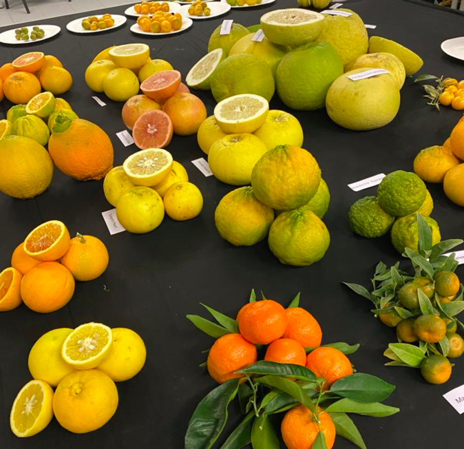Une journée pour découvrir les 1 100 variétés d’agrumes de San Giulianu Une journée pour découvrir les 1 100 variétés d’agrumes de San Giulianu