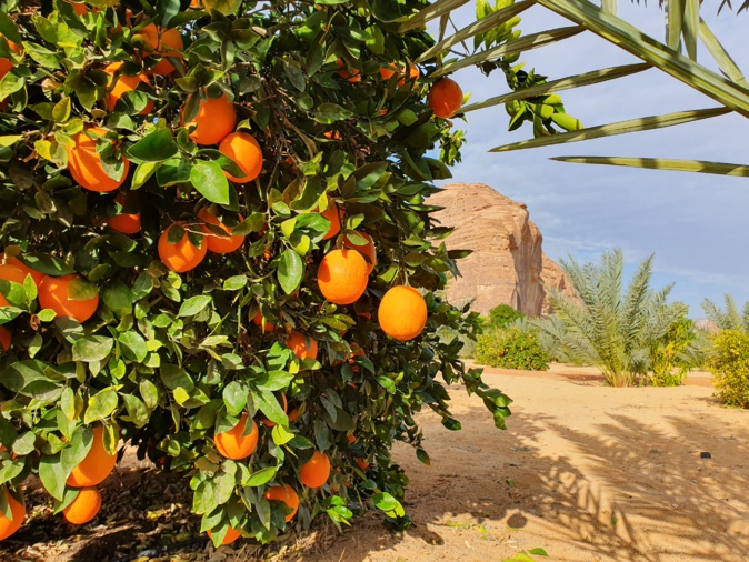 Agrumiculture : la Corse un exemple pour l'Arabie Saoudite Agrumiculture : la Corse un exemple pour l'Arabie Saoudite