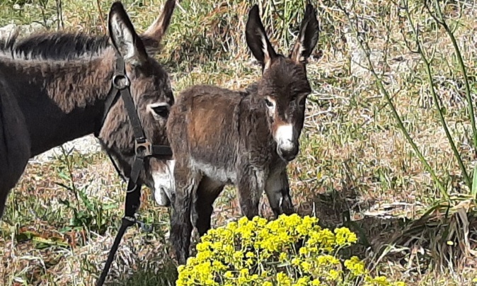 Nebbiu est né ce jeudi 27 avril chez Olivier Fondacci Nebbiu est né ce jeudi 27 avril chez Olivier Fondacci