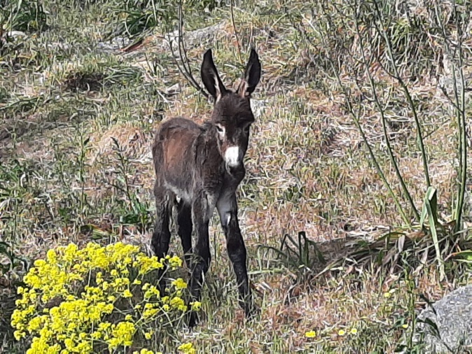 Une vingtaine d'ânon devrait bientôt rejoindre Nebbiu Une vingtaine d'ânon devrait bientôt rejoindre Nebbiu