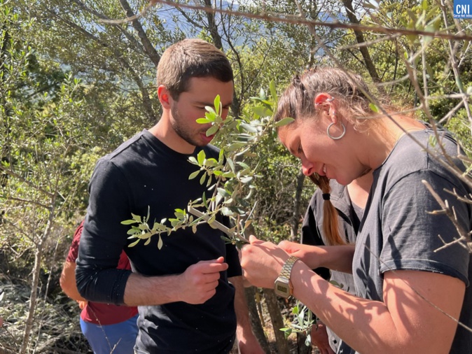 Un stage réalisé dans un cadre amateur avec l’aide d’oléiculteurs. Un stage réalisé dans un cadre amateur avec l’aide d’oléiculteurs.