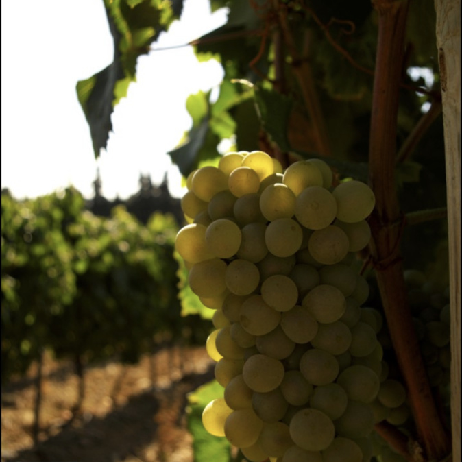 Riacquistu du vignoble corse : cinq cépages anciens retrouvés Riacquistu du vignoble corse : cinq cépages anciens retrouvés