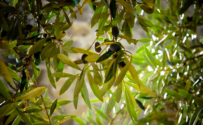 Santa Lucia di Tallà célèbre a Festa di l'oliu novu les 13 et 14 mai Santa Lucia di Tallà célèbre a Festa di l'oliu novu les 13 et 14 mai