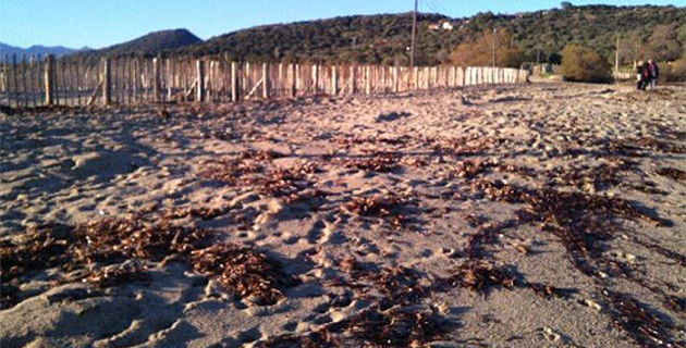 Lozari : Le site de la paillote "Moby Dick" réhabilité