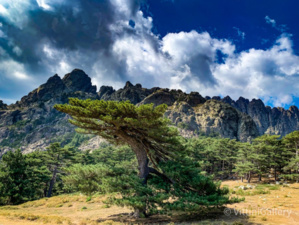 Les aiguilles de Bavella. Photo CNI. Les aiguilles de Bavella. Photo CNI.