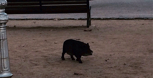 … Et sanglier sur la place Paoli à L'Ile-Rousse