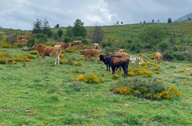 U vitellettu U vitellettu