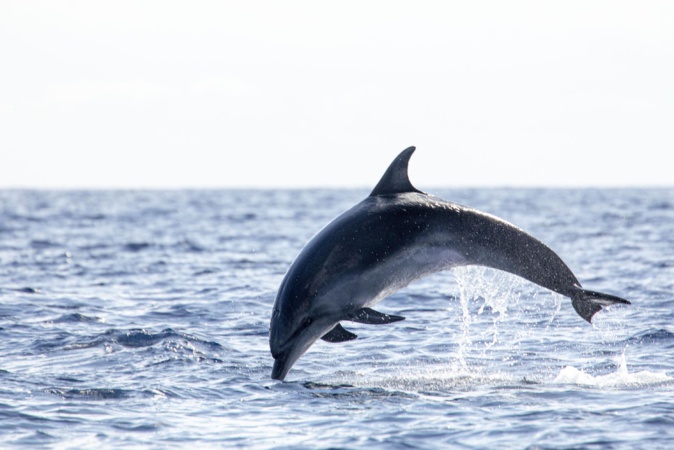 Un équipage scientifique explorera le littoral corse à la rencontre du Grand dauphin