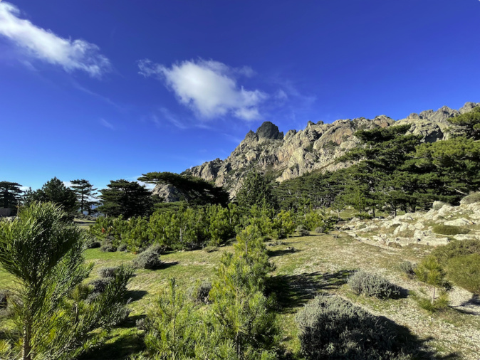 La forêt communale de Conca. La forêt communale de Conca.