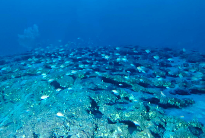 Les anneaux. Crédit photo Parcu naturale marinu di u Capicorsu è di l'Agriate Les anneaux. Crédit photo Parcu naturale marinu di u Capicorsu è di l'Agriate