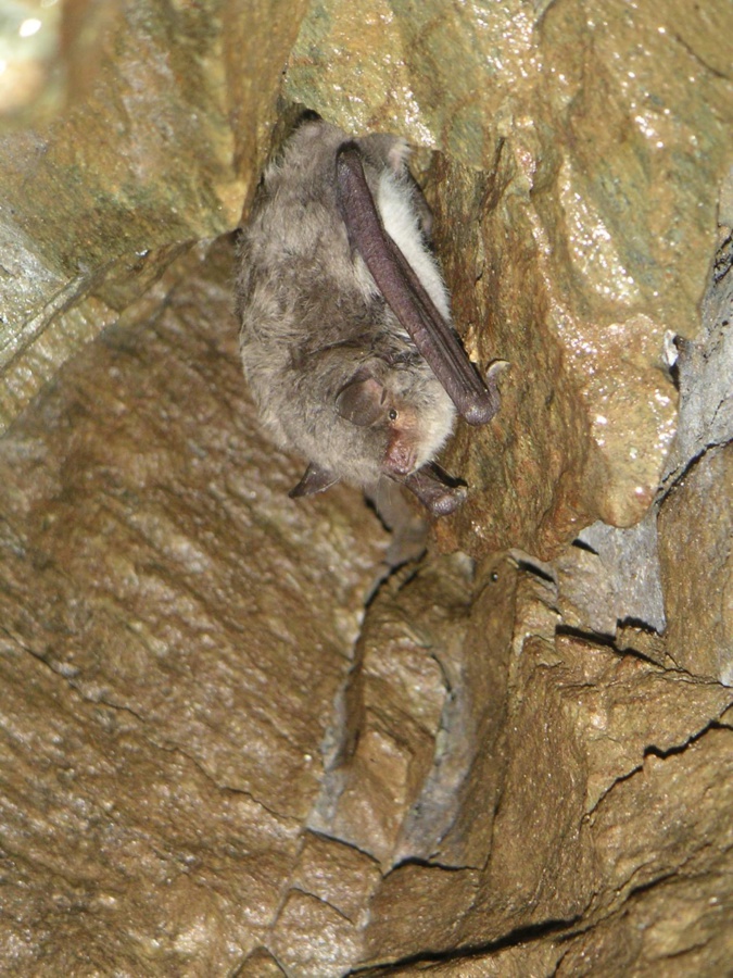 Une chauve-souris Une chauve-souris