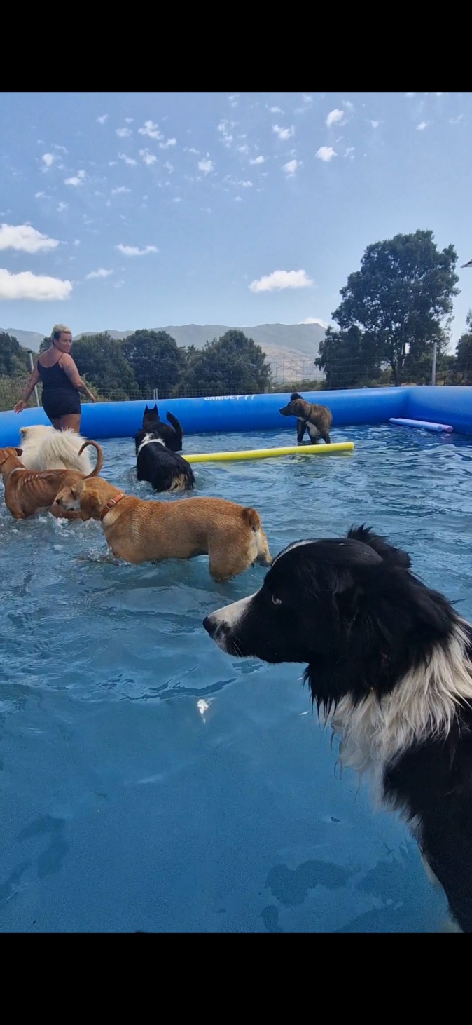 Une première en Corse : une piscine pour chiens a ouvert à Sarrola