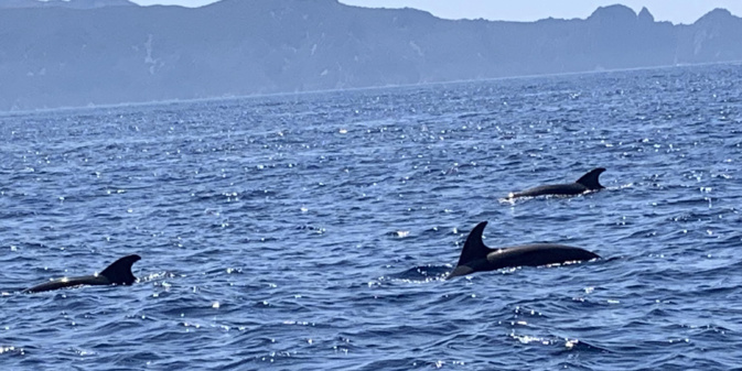 Ballet de dauphins à Scandola Ballet de dauphins à Scandola