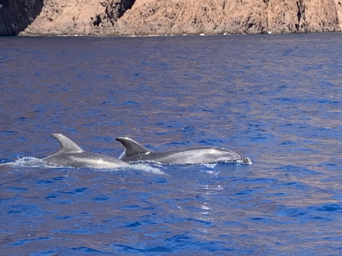 Ballet de dauphins à Scandola Ballet de dauphins à Scandola