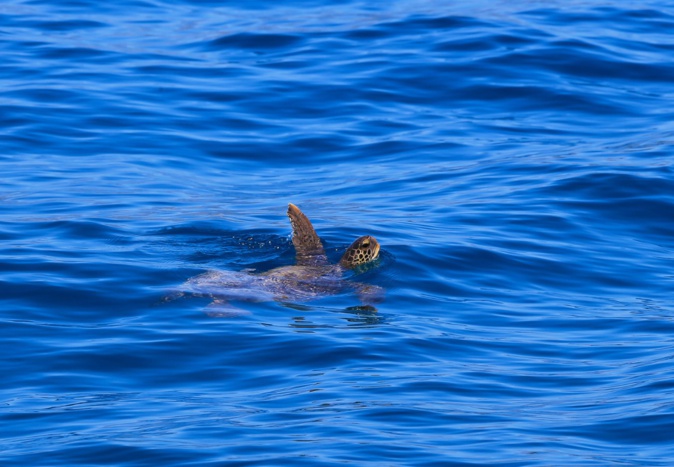 (Photo : Facebook association CARI) (Photo : Facebook association CARI)