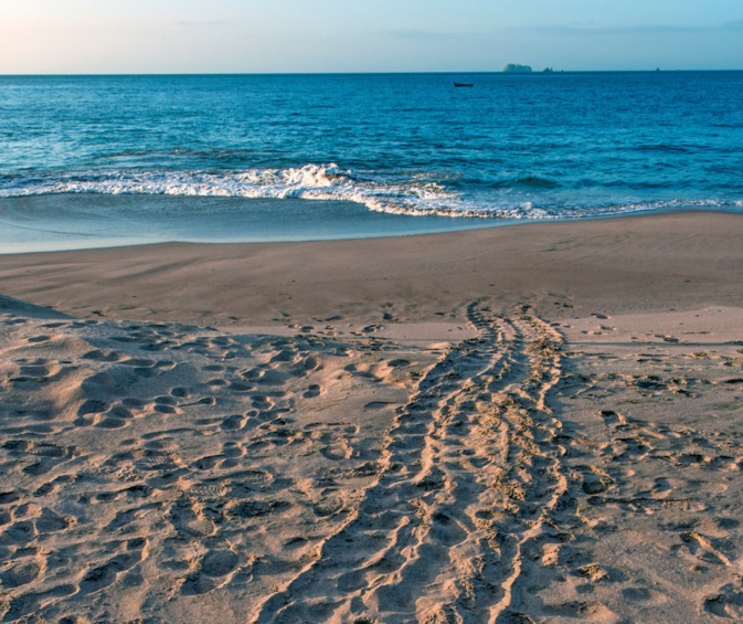 Trace du passage d'une tortue caouanne sur le sable (Photo : association CARI)