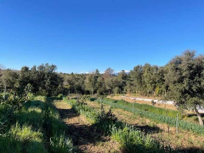 Une partie du terrain de la ferme Solobio, à Linguizzetta. Une partie du terrain de la ferme Solobio, à Linguizzetta.
