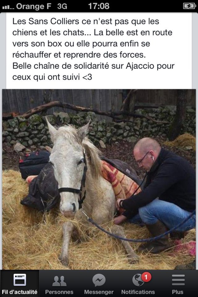 Ajaccio : Une belle chaîne de solidarité pour sauver une jument laissée sans soins Ajaccio : Une belle chaîne de solidarité pour sauver une jument laissée sans soins