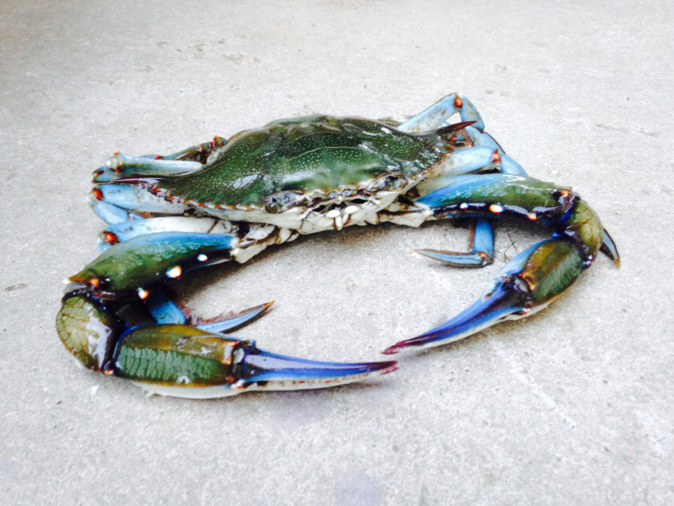 Le crabe bleu a envahi la Plaine orientale et continue de gagner du terrain.