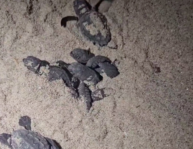 (Capture d'écran vidéo Facebook Chez Francis) (Capture d'écran vidéo Facebook Chez Francis)