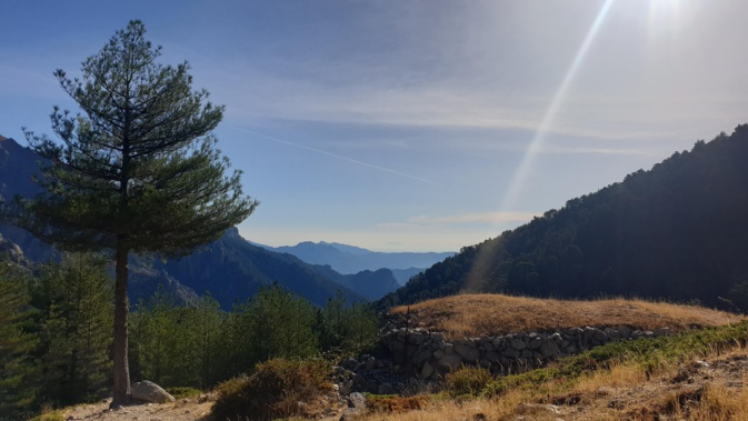 Dans la forêt de Cervellu (Lionel Santoni) Dans la forêt de Cervellu (Lionel Santoni)