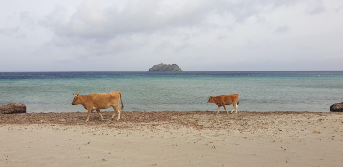 La photo du jour : les vaches de Barcaggiu