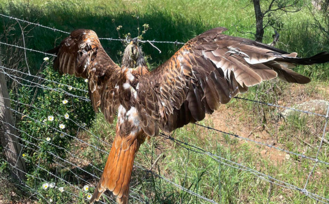 Photo : Rapace trouvé accroché au grillage en mai 2023 Photo : Rapace trouvé accroché au grillage en mai 2023