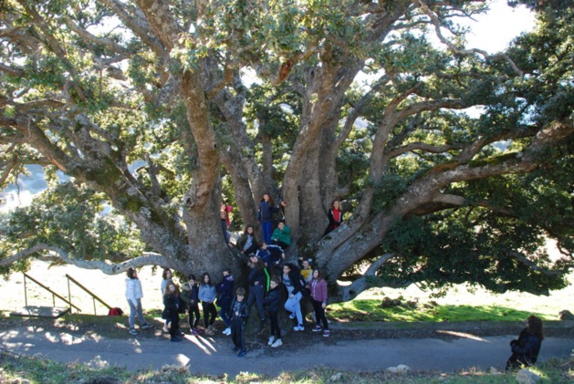 "U saviu verde" d'Olmi-Cappella (Dr) "U saviu verde" d'Olmi-Cappella (Dr)