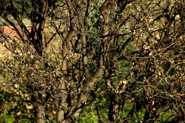 Santa-Reparata-di-Balagna : Quel est l'étrange phénomène qui frappe oliviers et amandiers ? Santa-Reparata-di-Balagna : Quel est l'étrange phénomène qui frappe oliviers et amandiers ?