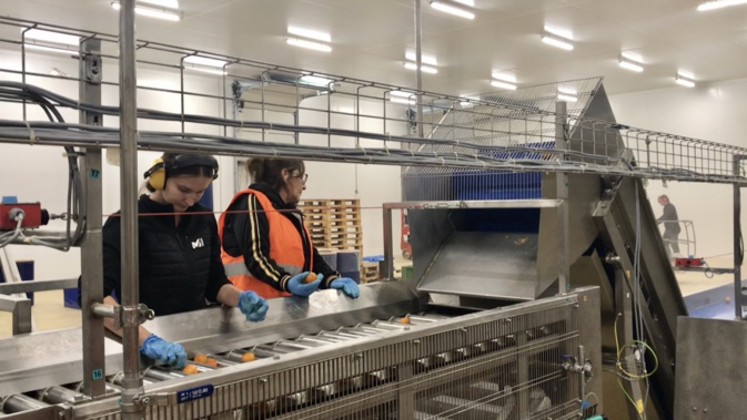 Ces employées sont chargées de trier manuellement les fruits qui ne peuvent pas finir en jus. Ces employées sont chargées de trier manuellement les fruits qui ne peuvent pas finir en jus.