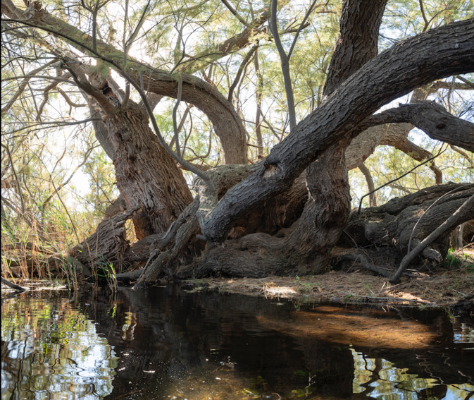 Crédit photo Office de l’Environnement de la Corse Crédit photo Office de l’Environnement de la Corse