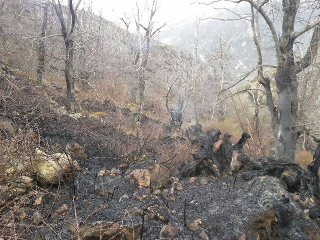 Soccia : 1 ha de châtaigniers réduit en cendres Soccia : 1 ha de châtaigniers réduit en cendres