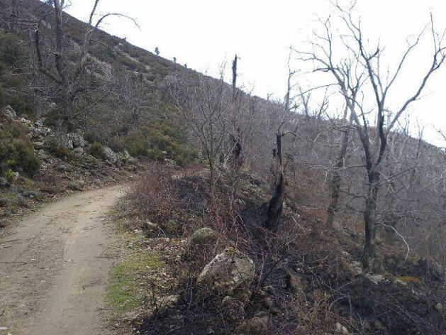 Soccia : 1 ha de châtaigniers réduit en cendres Soccia : 1 ha de châtaigniers réduit en cendres
